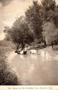 Nebraska Scene On The Rawhide Near Fremont