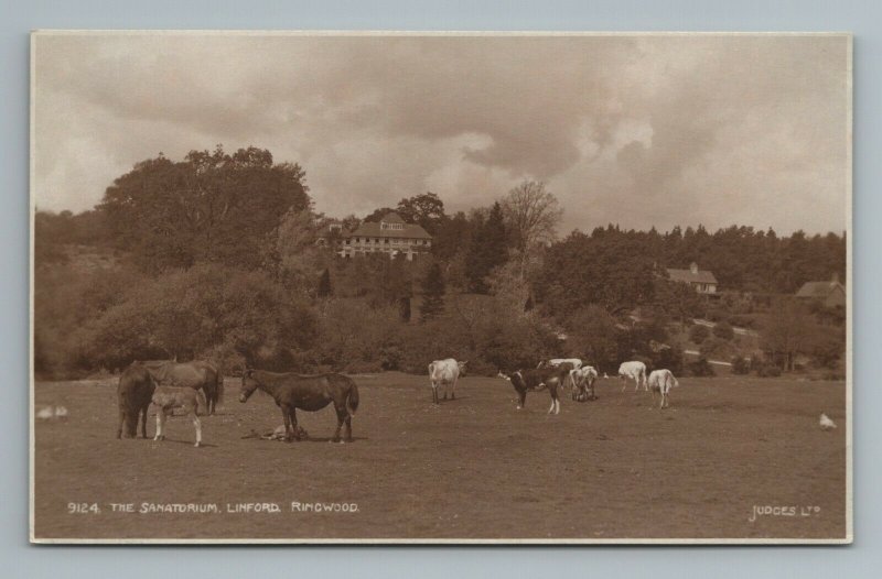 Sanatorium Linford Ringwood Hampshire Horse Cow Cattle UK Vintage Postcard 