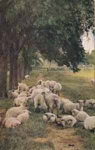 Summer Roadside Scene With Grazing Sheep