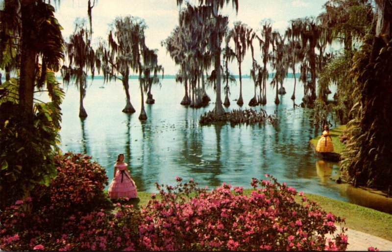 Florida Cypress Gardens Cypress Trees Along The Shores Of Lake Eloise