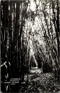 RPPC Bamboo Forest, Avery Island LA Vintage Postcard B38