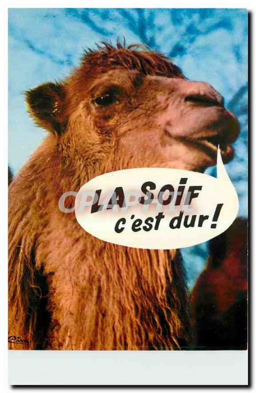 Postcard Modern Camel Pet Humor