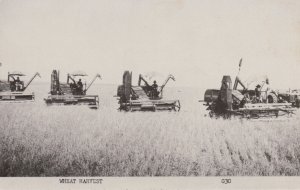 Texas Wheat Harvest Real Photo