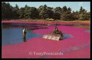 Harvesting Cranberries on Cape Cod, Massachusetts