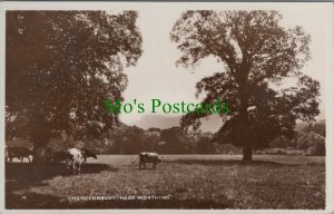 Sussex Postcard - Cows at Chanctonbury, Near Worthing RS32062