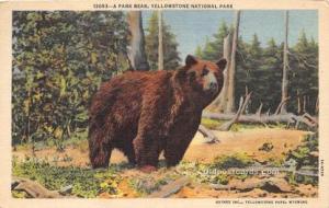 Bear Yellowstone National Park 1949 