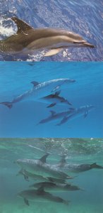 Song Of The Whale Radio Signals 3x Dolphin Postcard s