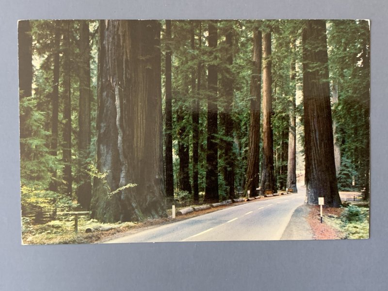 Along The Redwood Highway CA Chrome Postcard A1158095219