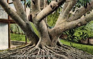 Bermuda - Giant Rubber Tree planted in 1847