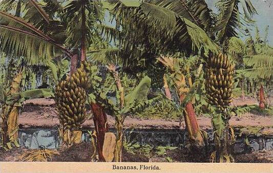 Florida Bananas