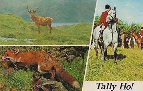 Tally Ho Fox Hunt Hunting Mint Horse Riders Blood Sports 1970s Postcard