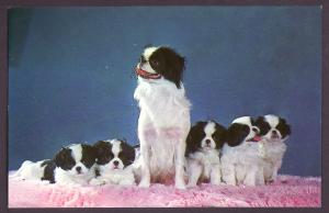 Japanese Spaniels Post Card PC2039
