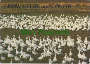 Animals Postcard - Snow Geese and Coyote, USA Wildlife  RR18965