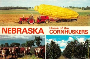 Nebraska NE   HOME OF CORNHUSKERS Corn Cob Exaggeration~Tractor~Cattle  Postcard