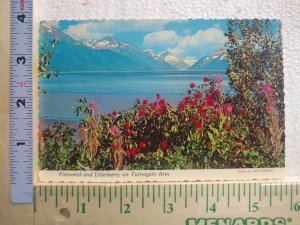 Postcard Fireweed and Elderberry on Turnagain Arm, Alaska