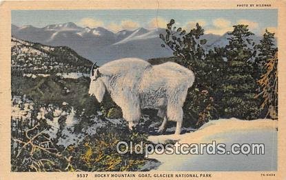 Glacier National Park Real Photo Rocky Mountain Goat 1952 