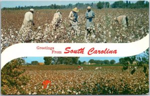 VINTAGE POSTCARD GREETINGS FROM THE COTTON FIELDS OF SOUTH CAROLINA (Southland)