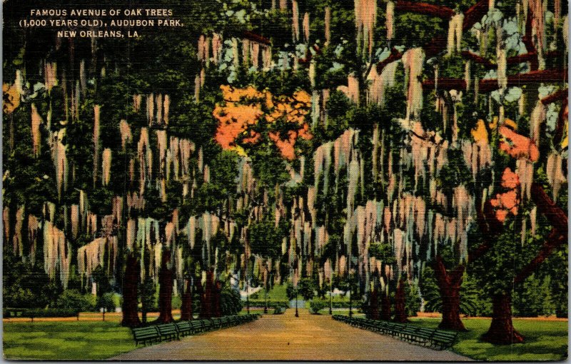 Vtg 1940s Avenue of Oak Trees Audubon Park New Orleans Louisiana LA Postcard