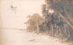 Daytona Beach Florida Palm Trees Beach Scene Real Photo Vintage Postcard AA74627