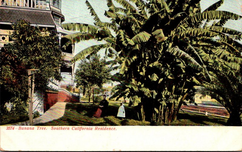 California Banana Tree At A Southern California Residence