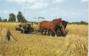 Harvesting in Norfolk. Horses· Niceviontage English  postcard