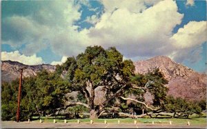 California Lakeside El Monte County Park 700 Year Old Oak Tree