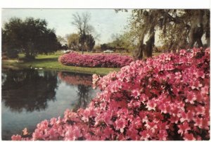 Azaleas In Bloom, Sylvan Abbey, Clearwater Florida, Vintage 1974 Chrome Postcard