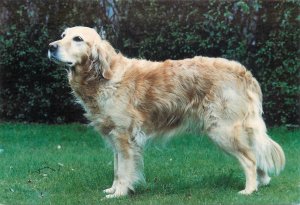Named Breed Dog Series Postcard - Golden Retriever
