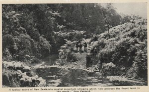 NEW ZEALAND, MOUNTAIN STREAM - Vintage POSTCARD