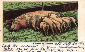 Vintage Postcard A Bunch of Suckers Family Pig Mother & Baby Pigs Animals