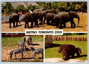 Metro Toronto Zoo, Ontario, Canada, 3 Views, Chrome Multiview Postcard #2, NOS