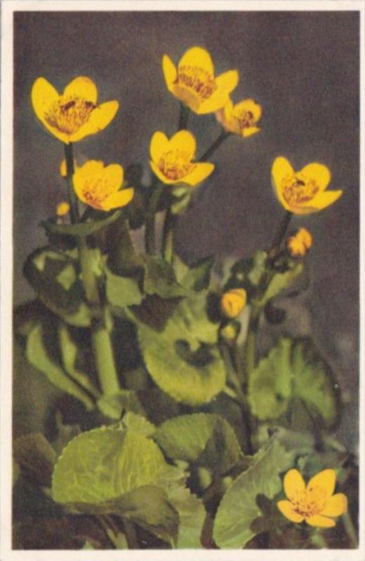 Switzerland Caltha Palustris Marsh Marigold Alpine Flowers