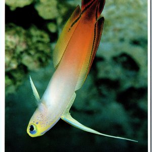 c1980s Waikiki, HI Fire Goby Fish Close Up Chrome 4x6 Impact Photo Art PC M16