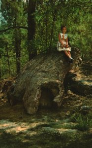 Postcard Petrified Forest Giant Logs Buried For Long Years From Erosion Flora MS