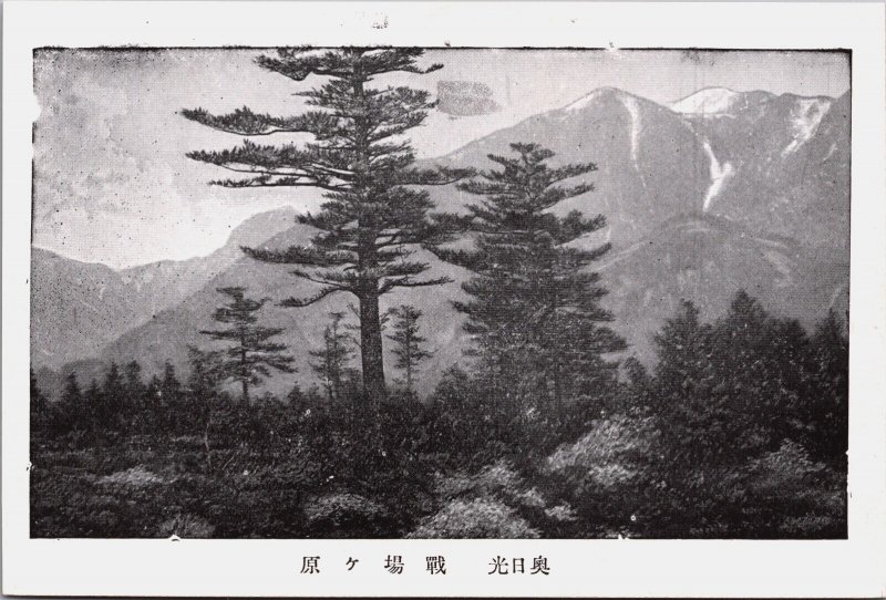 Japan Kōchi Trees Vintage Postcard C206