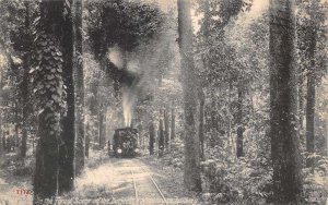 India Darjeeling Himalayan Railway In the Forest Vintage Postcard AA68666