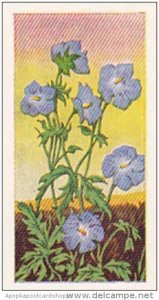 Glengettie Trade Card Wild Flowers No 19 Meadow's Crane-Bill