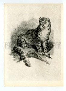 093727 SNOW LEOPARD Wild Cat VATAGIN Old Russian postcard