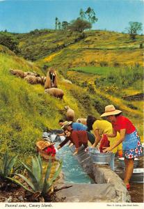 BG11827 pastoral scene canary islands sheep mouton types folklore  spain