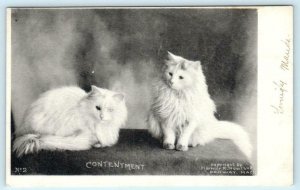 CONTENTMENT ~ Fluffy WHITE CATS Kittens 1900s Howland Cat UDB Postcard