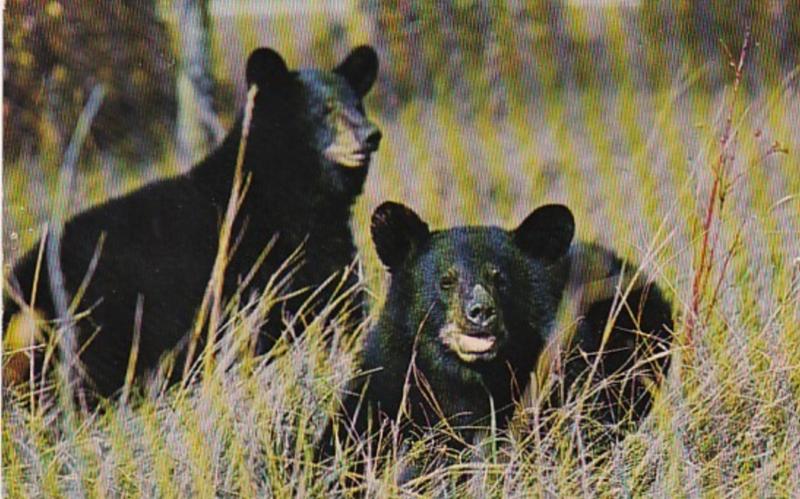 Tennessee Great Smoky Mountains National Park Native Black Bears