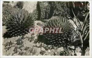 Postcard Modern Jardin Exotique de Monaco Agave victoria reginae Aloe and var...