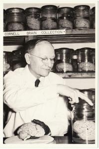 Brain Collection at Cornell Brains in Jars Modern Postcard