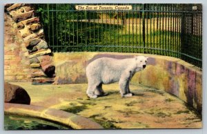 1952  Polar Bear  Toronto  Canada  Zoo   Postcard