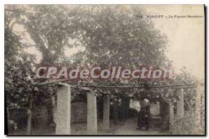 Old Postcard Roscoff The Fig Tree Secular