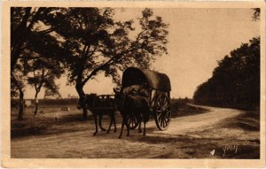 CPA AK Les Landes de Gascogne Attelage landais FRANCE (1280785)