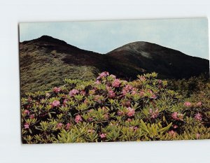 Postcard Purple Rhododendron in bloom on Blue Ridge Parkway