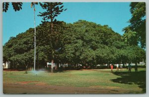 Lahaina Maui Hawaii~Banyan Tree~Vintage Postcard