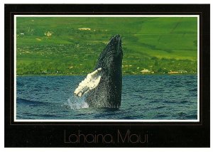 Humpback Whale Jumping in Ocean with Lahaina Maui in Background Postcard 1992