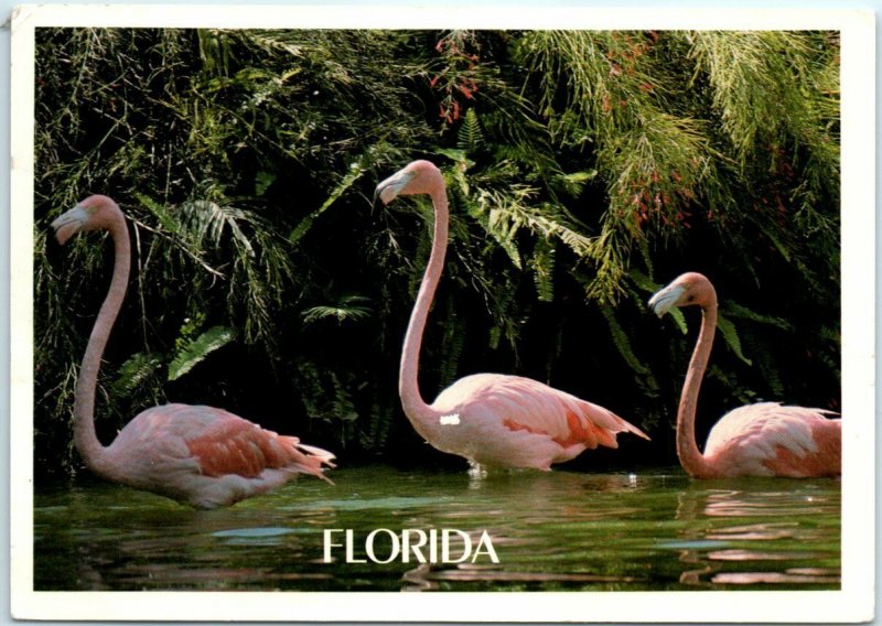 M-11448 Graceful Flamingos Feeding in Tropical Florida